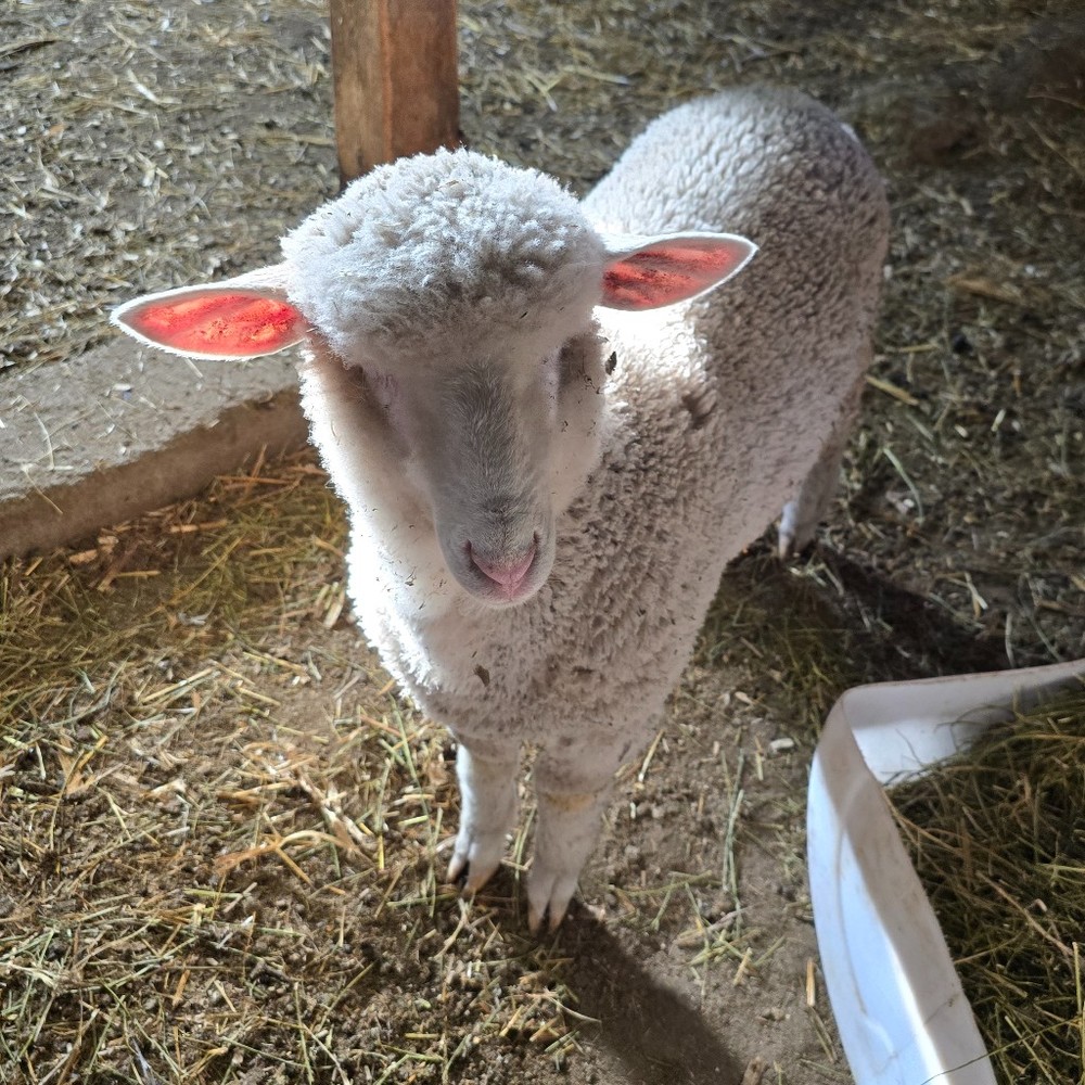 Meet your Posher, Posh